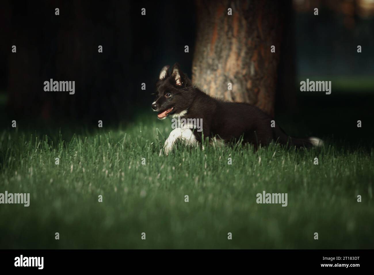 Happy Border Collie cucciolo che si gode una passeggiata nella natura Foto Stock