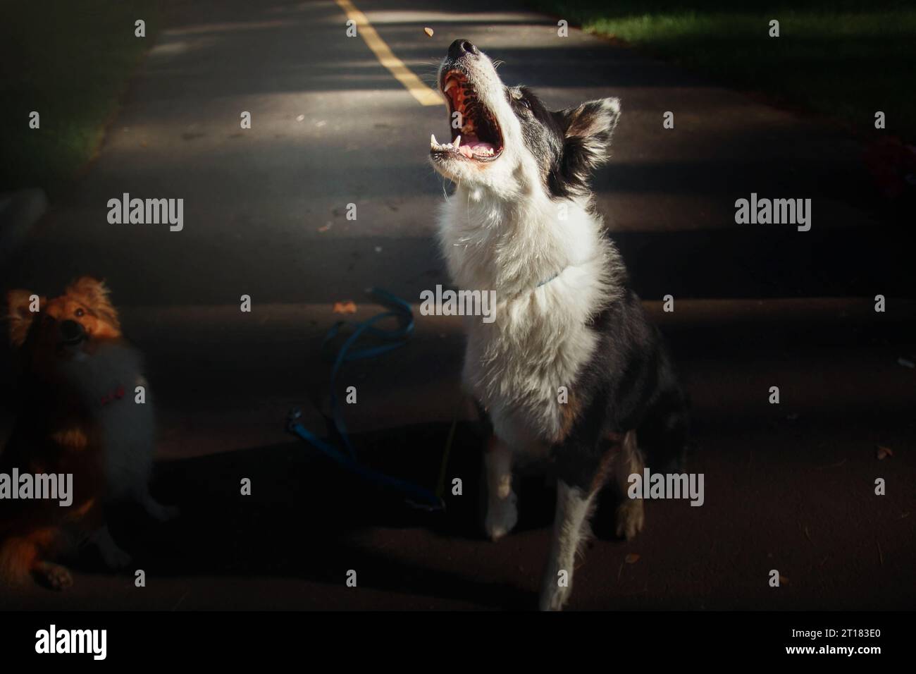 Happy Border Collie Dog che si gode una passeggiata nella natura tra il verde e gli alberi lussureggianti Foto Stock