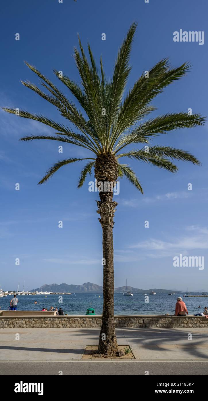 Palme, Strandpromenade, Port de Pollenca, Mallorca, Spanien Foto Stock