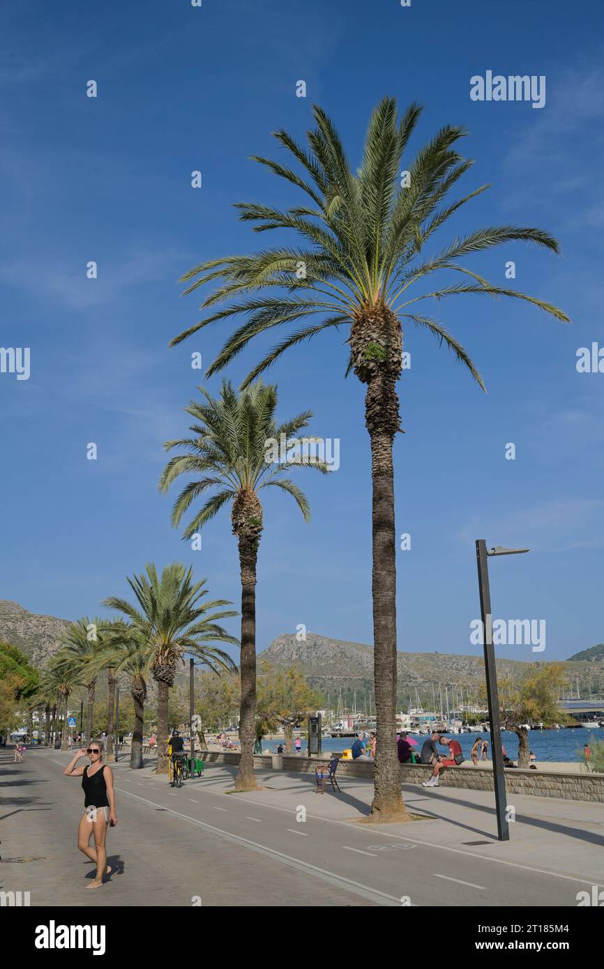 Palmen, Strandpromenade, Port de Pollenca, Mallorca, Spanien Foto Stock