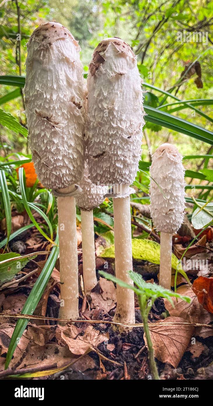 I grandi avvocati parrucca funghi bianchi che crescono tra le foglie nella foresta. Coprinus comatus. Argovia, Svizzera Foto Stock