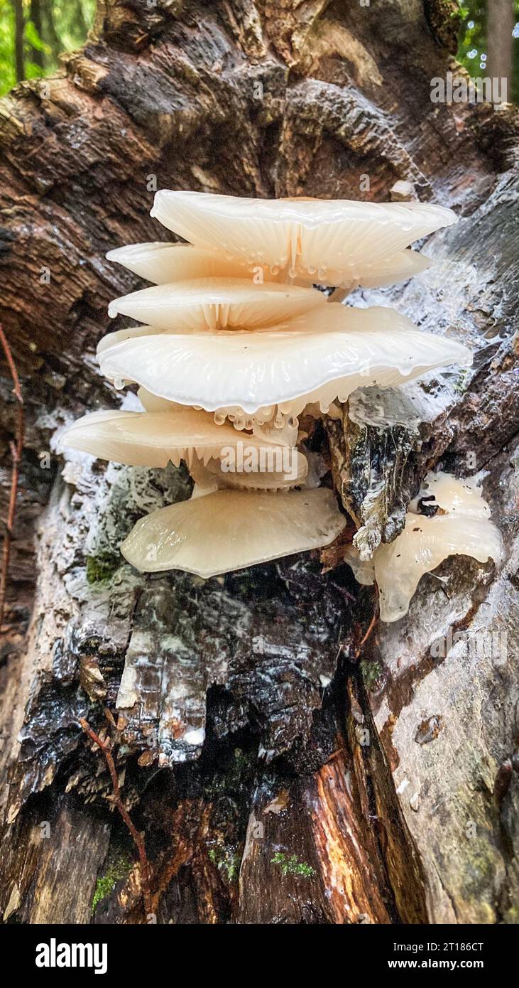 Fungo di porcellana di funghi bianchi (Oudemansiella mucida) che cresce su un tronco d'albero, immagine ravvicinata con messa a fuoco selettiva. Cantone Argovia, Svizzera Foto Stock