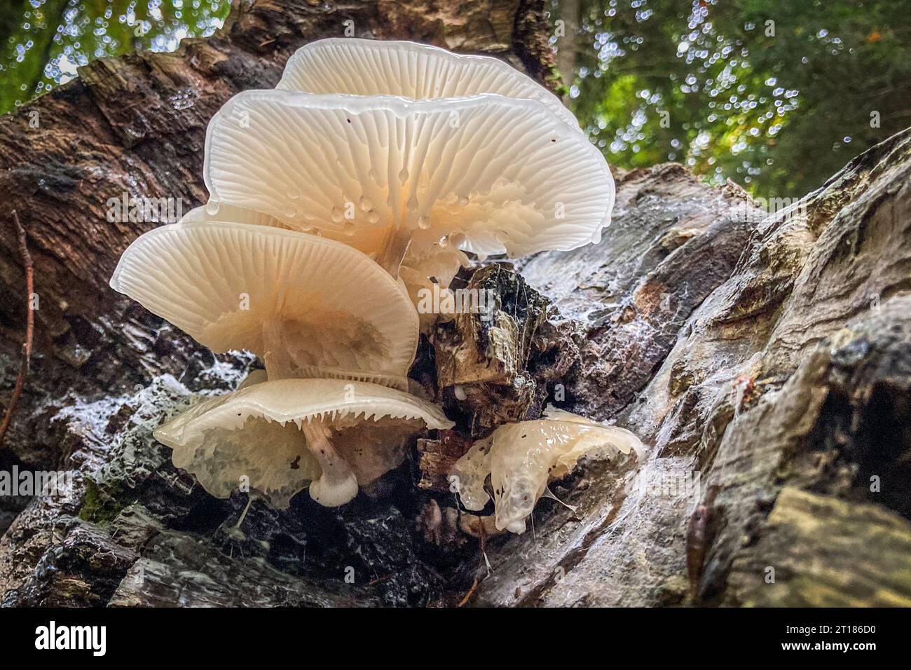 Fungo di porcellana di funghi bianchi (Oudemansiella mucida) che cresce su un tronco d'albero, immagine ravvicinata con messa a fuoco selettiva. Cantone Argovia, Svizzera Foto Stock