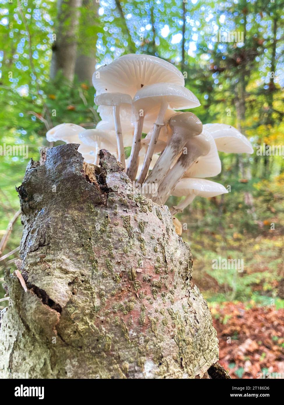 Fungo di porcellana di funghi bianchi (Oudemansiella mucida) che cresce su un tronco d'albero, immagine ravvicinata con messa a fuoco selettiva. Cantone Argovia, Svizzera Foto Stock