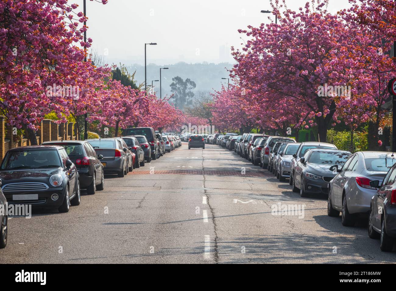 Strada fiancheggiata da fiori di ciliegio sui Cranley Gardens a Muswell Hill, Londra Foto Stock