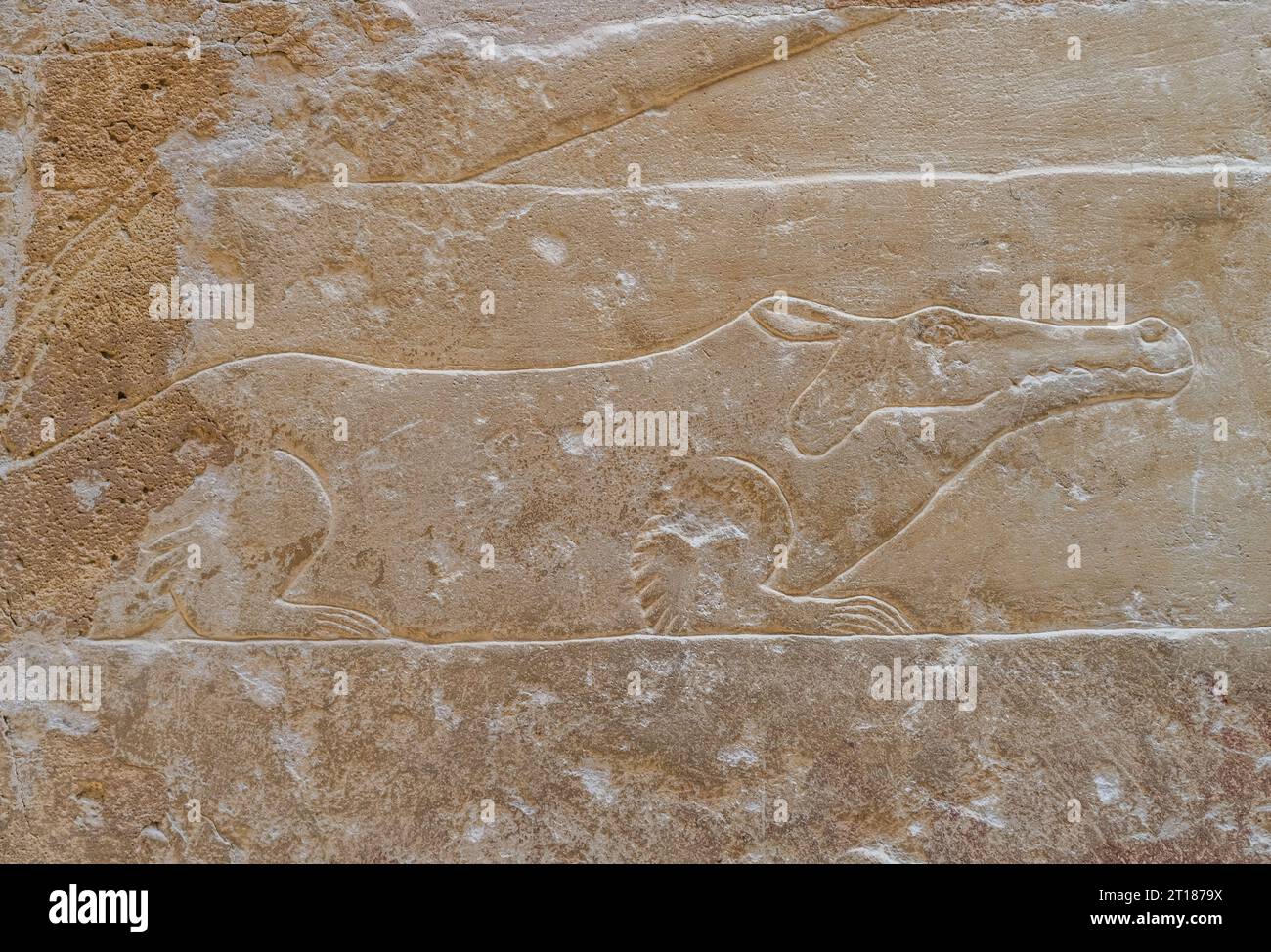 Krokodil, Relief in den Grabbauten des Idut, Unas-Ank und Inefert, Nekropole von Sakkara, Ägypten Foto Stock
