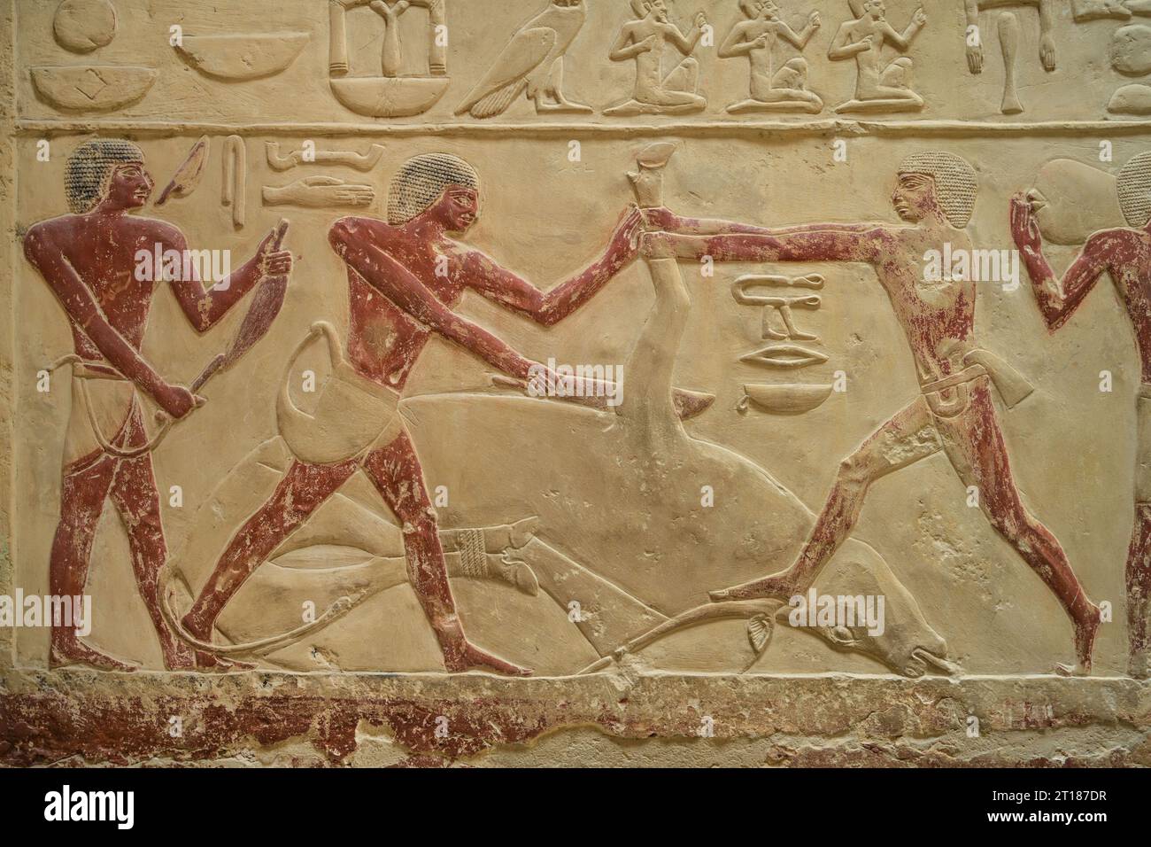 Männer schlachten ein Rind, Relief in den Grabbauten des Idut, Unas-Ank und Inefert, Nekropole von Sakkara, Ägypten Foto Stock