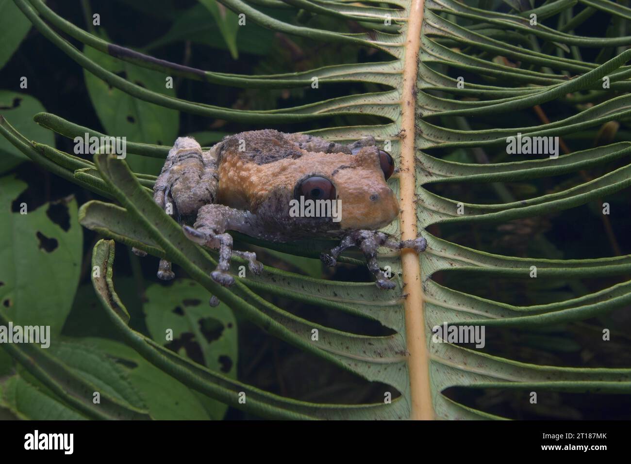 Pied Wart Frog (Theloderma asperum) su piante verdi Foto Stock