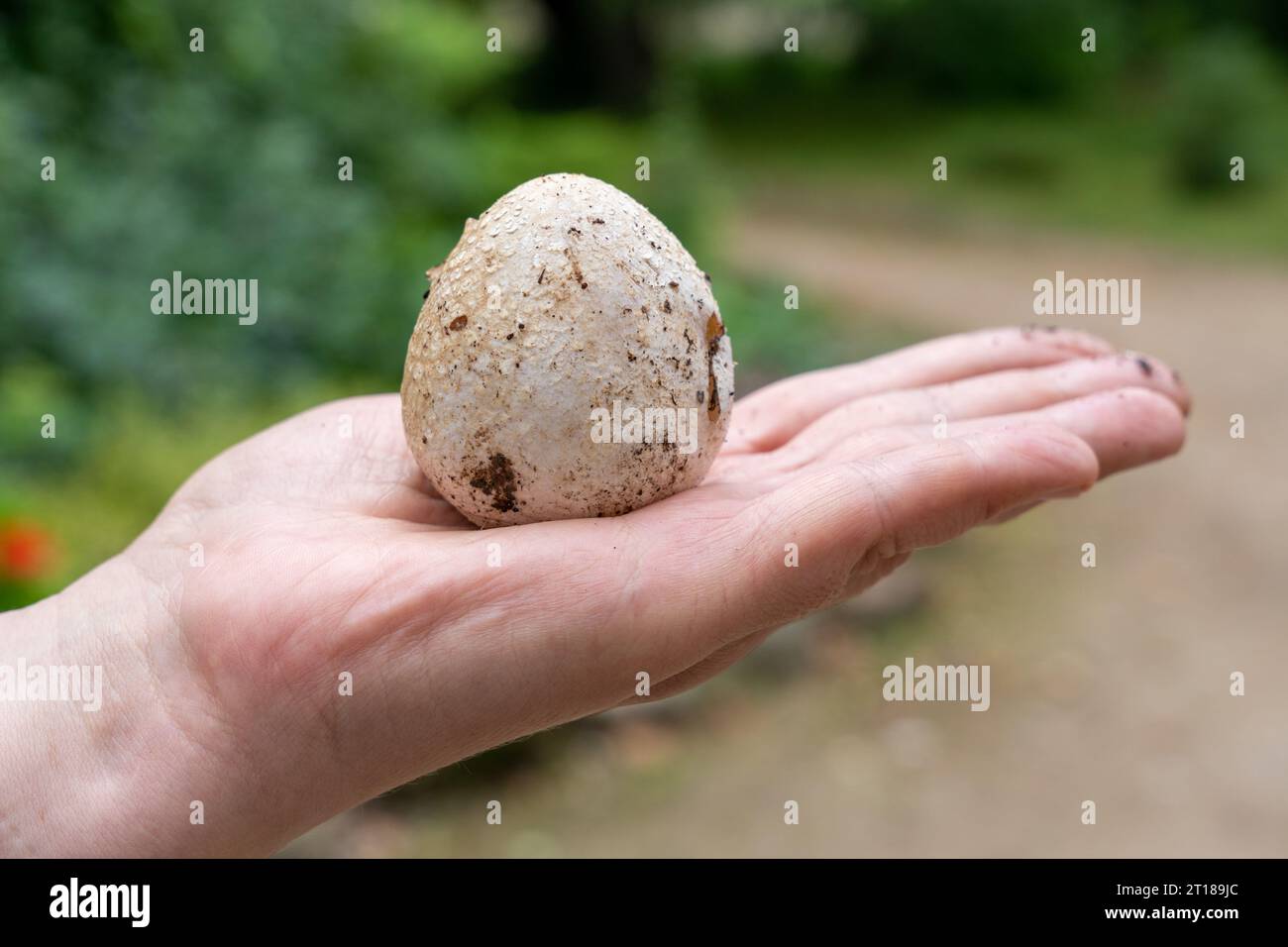 Mano che tiene l'uovo di stinkhorn comune (Phallus impudicus) Foto Stock