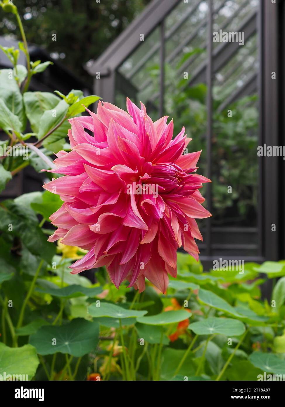 Foto ravvicinata del profilo di Dahlia "Penhill Dark Monarch" in un giardino britannico con una tradizionale serra vittoriana sullo sfondo Foto Stock