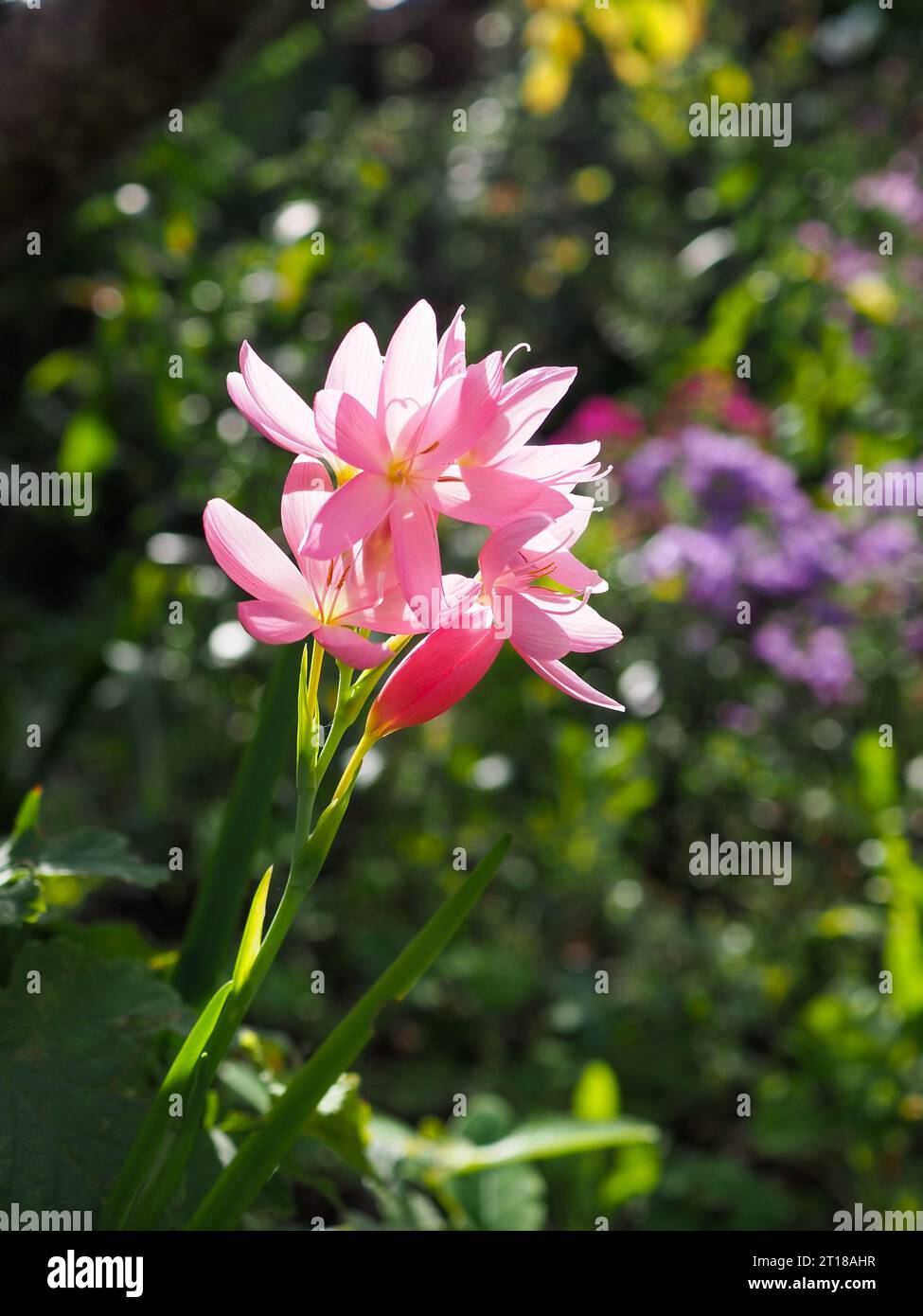 Primo piano di un fiore all'alba di Hesperantha coccinea illuminato dal sole (giglio bandiera di Crimson, Schizostylis coccinea) in un giardino all'inglese in autunno Foto Stock