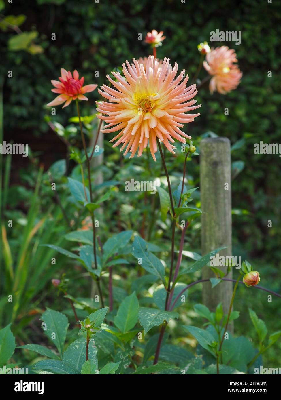 Ritratto di un insolito cactus di arancia/corallo/albicocca/pesca fiore di Dahlia con petali appuntiti e gambo lungo in un giardino di taglio in ottobre in Gran Bretagna Foto Stock