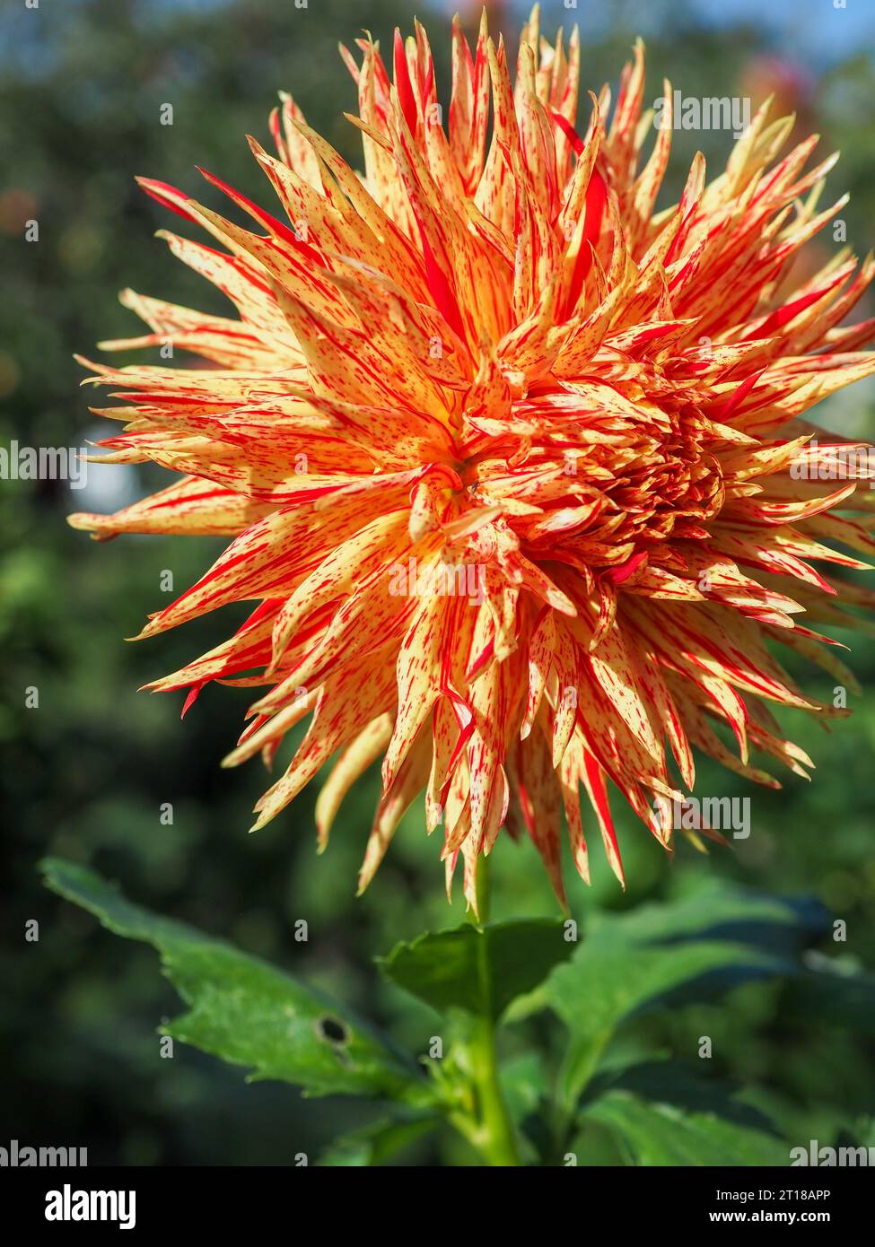 Primo piano del fiore di Dahlia 'Rejmans Firecracker', un fiore di cactus arancio dahlia con striature di rosso (tipo fimbriata) in un giardino autunnale Foto Stock