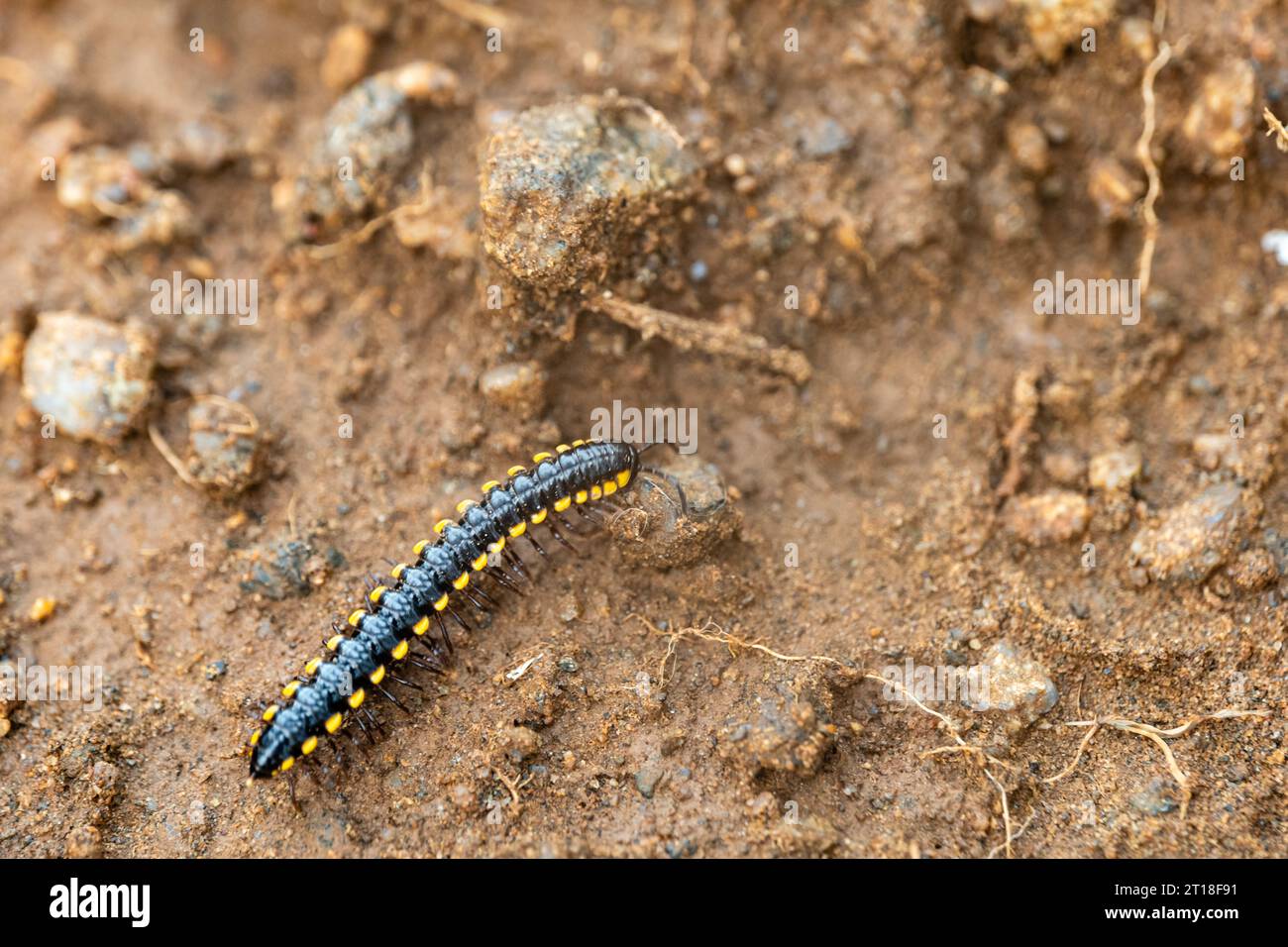 Un millipede giallo maculato che strisciava sul fango, con un corpo nero lucido Foto Stock