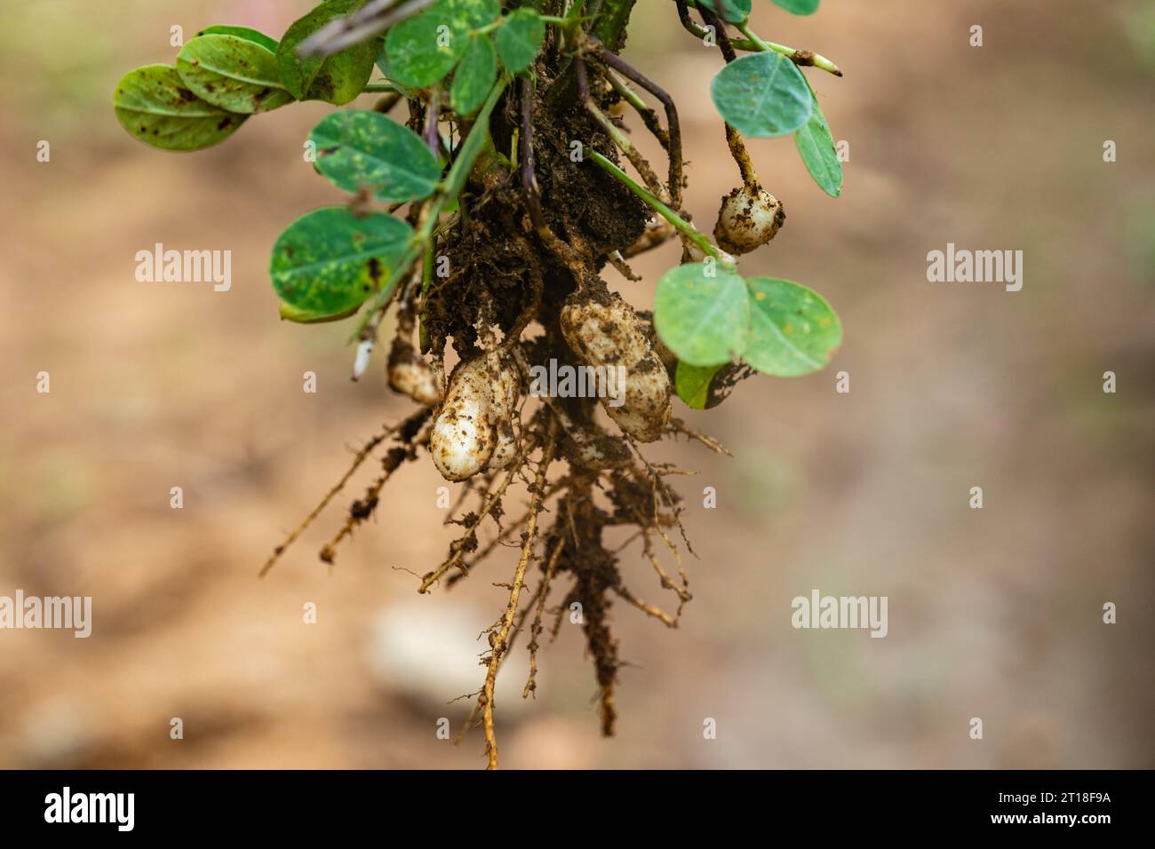 Una pianta di arachidi che viene scollegata Foto Stock