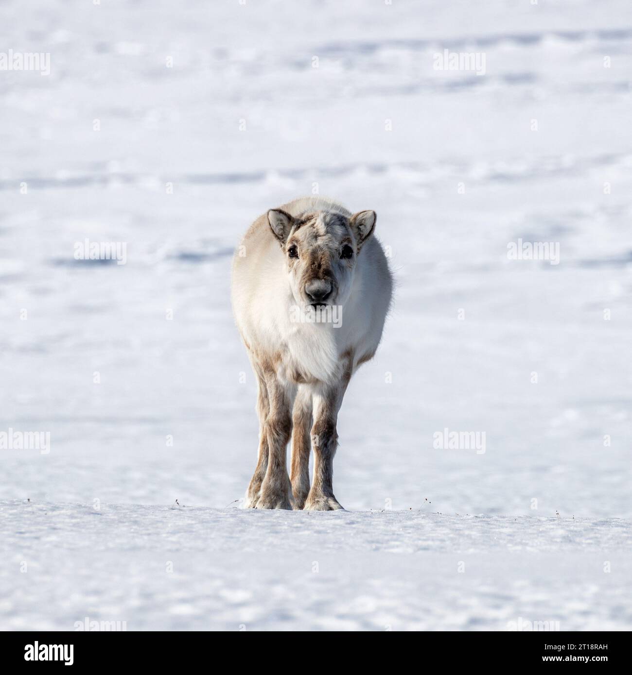 Giovani femmine le renne sulla neve di Svalbard, un arcipelago norvegese tra il continente Norvegia e il Polo Nord. La renna è associato con Chr Foto Stock