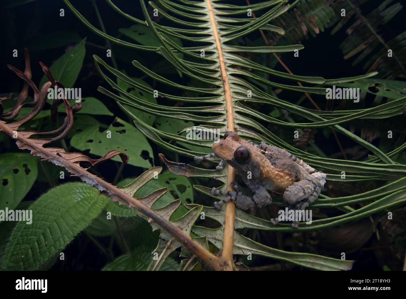 Rana di verruche pied, rana da giardino con gli occhi di insetto su foglie di felce nell'altopiano in Malesia Foto Stock