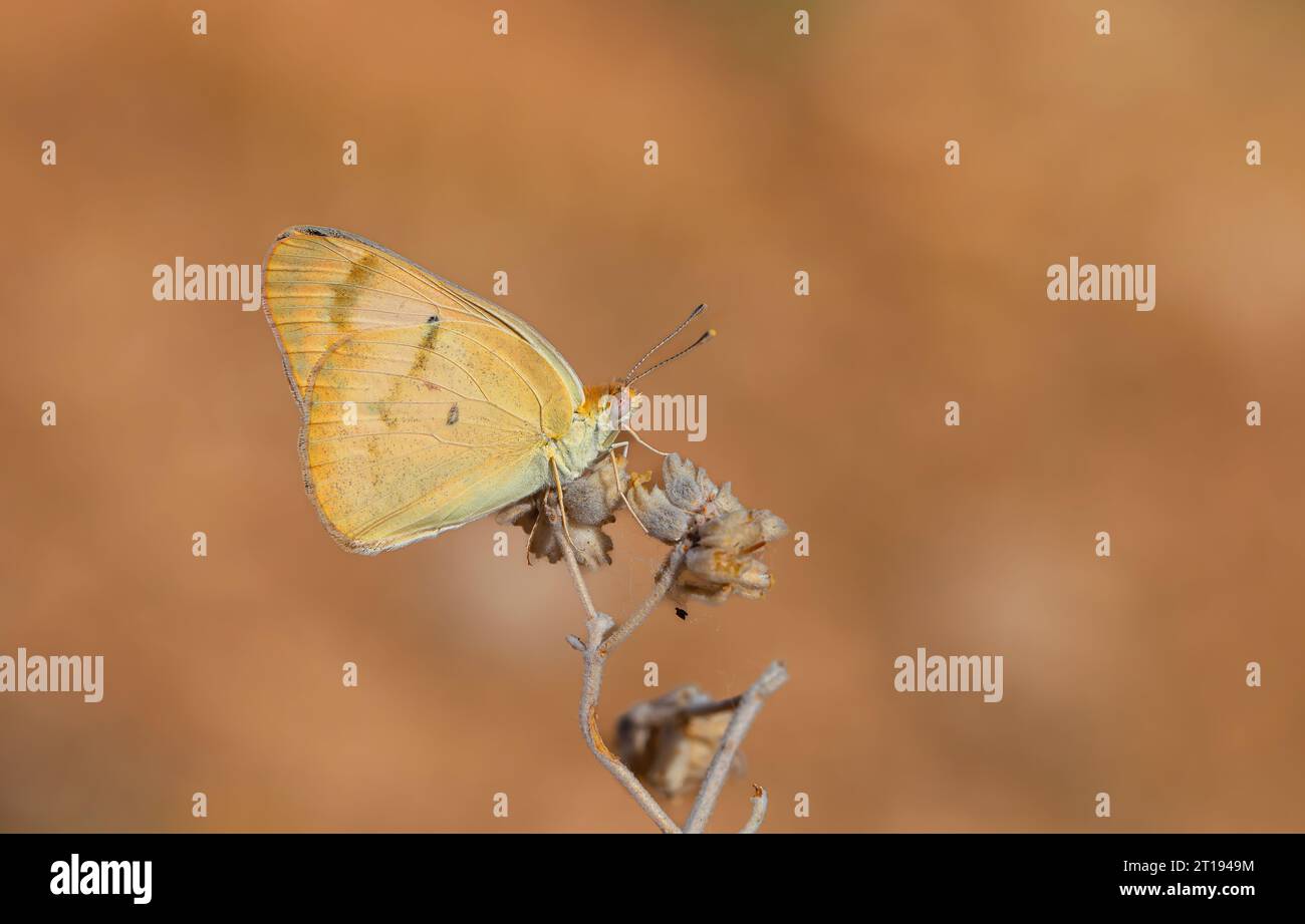 Farfalla grande color salmone, grande Salmon arabo, Colotis fausta Foto Stock