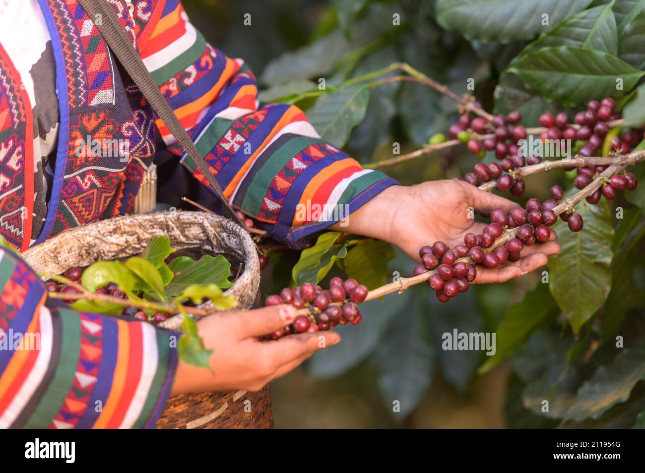 Primo piano di una donna che raccoglie chicchi di caffè freschi da una filiale, Thailandia Foto Stock