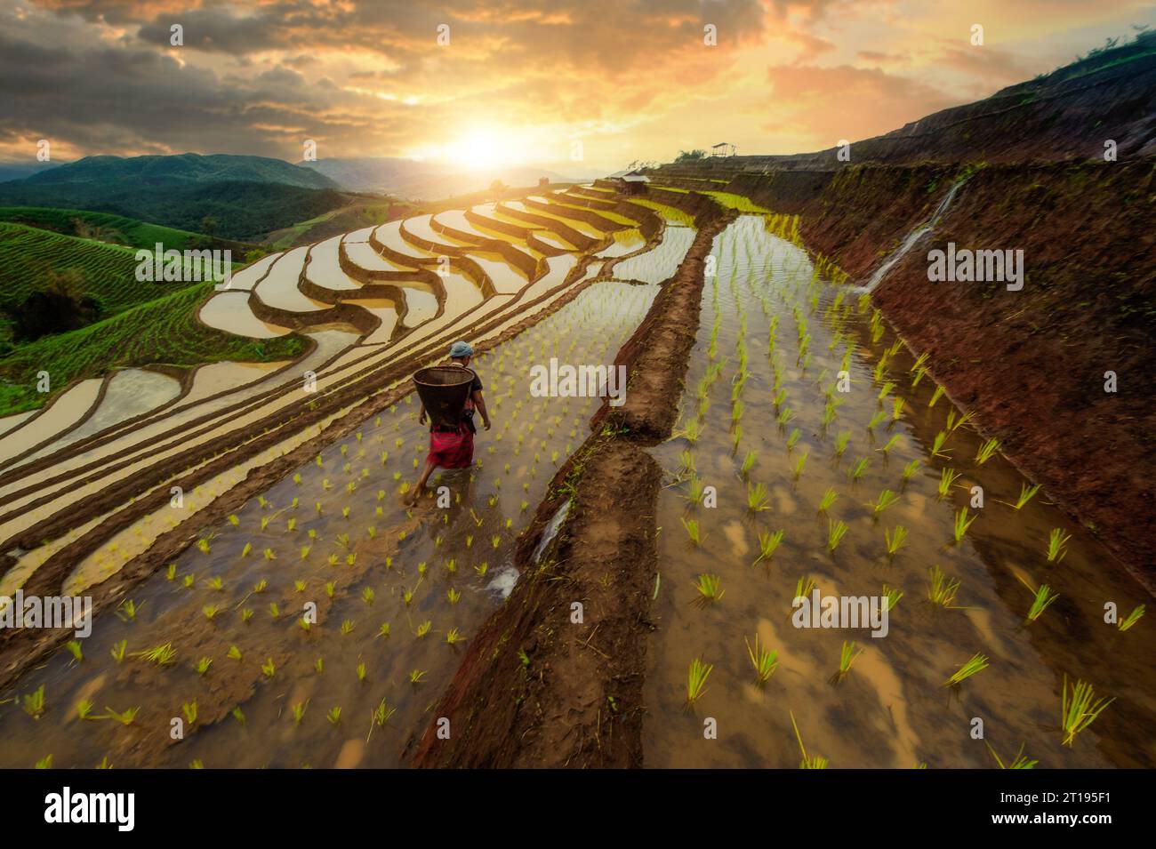 Giovane donna che cammina in un campo di riso terrazzato al tramonto, Chiang mai, Thailandia Foto Stock