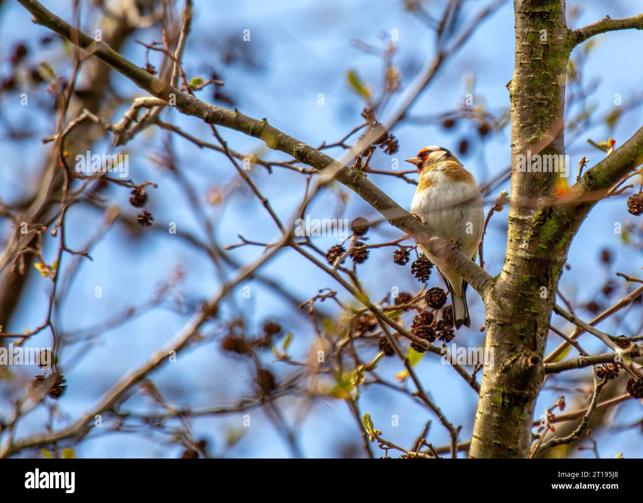 Il vivace Goldfinch (Carduelis carduelis) da Dublino, Irlanda, che mostra il suo splendore naturale. Foto Stock