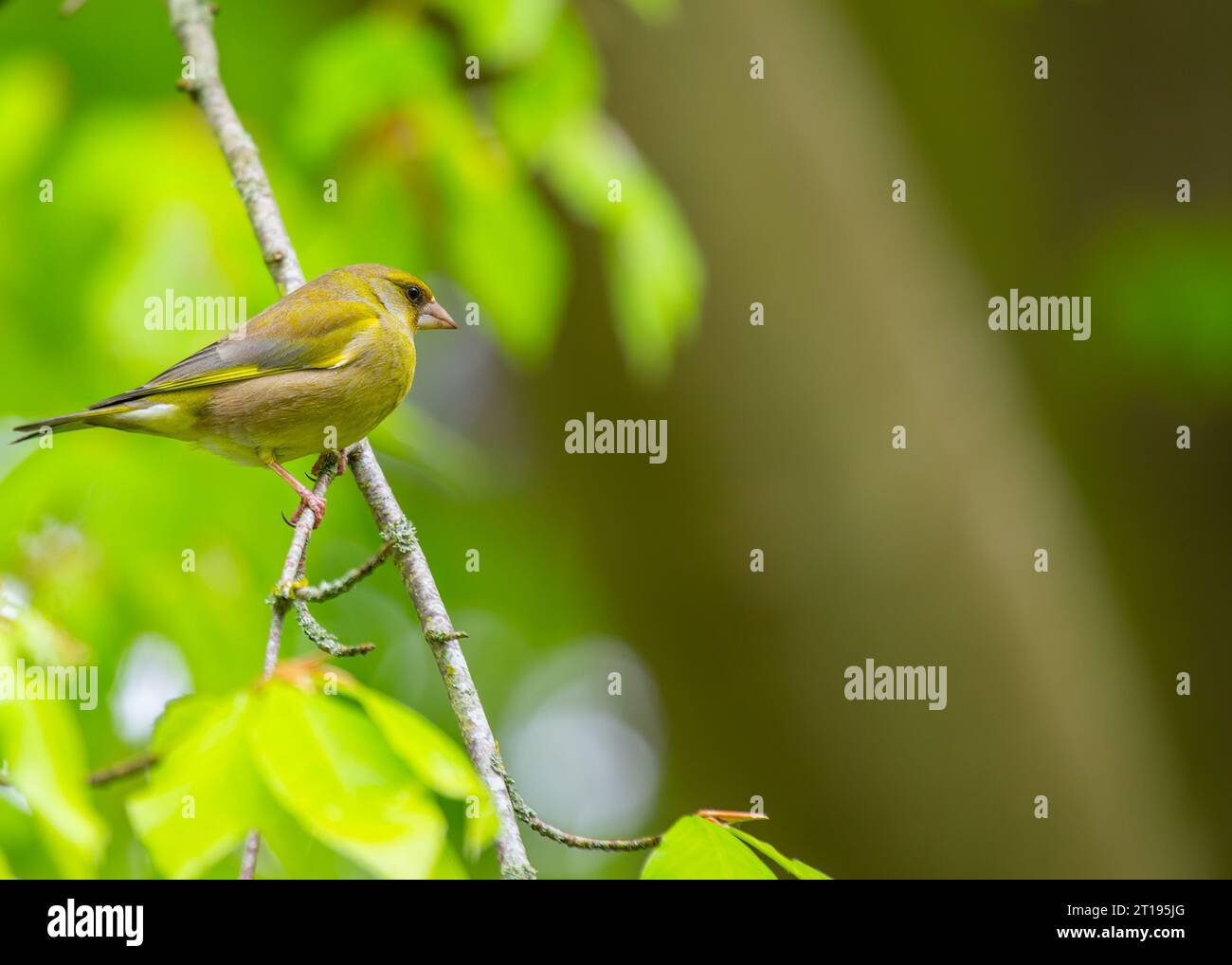 Il Greenfinch (Chloris chloris), un residente di Dublino, catturato nella bellezza naturale della capitale irlandese. Foto Stock