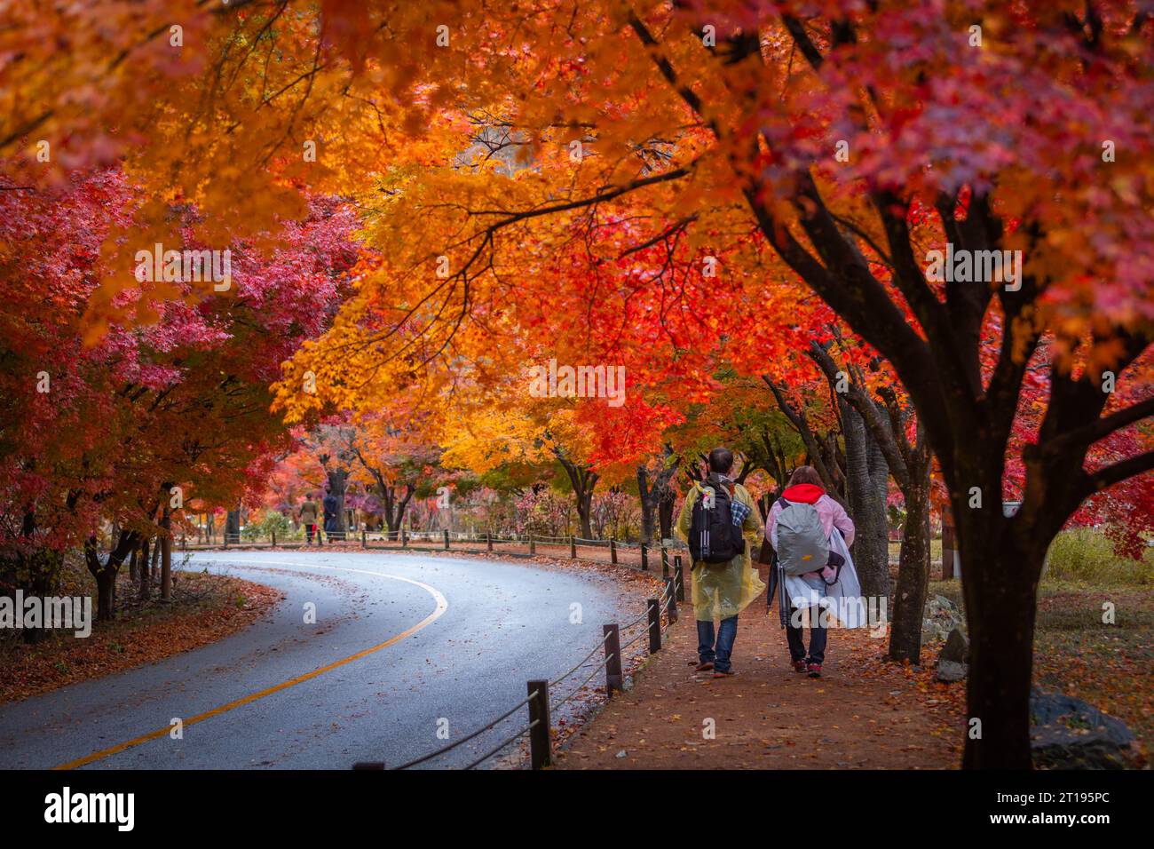 Autunno colorato con splendida foglia d'acero al parco nazionale di Naejangsan, Corea del Sud. Foto Stock