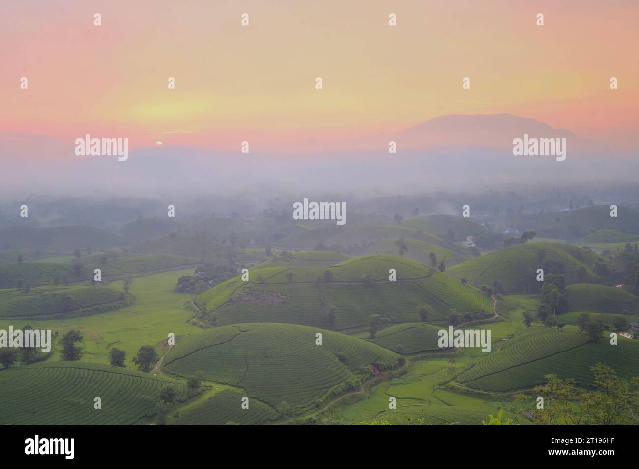 Vista aerea di una piantagione di tè, Long Coc, Tan Son, Phu Tho, Vietnam Foto Stock