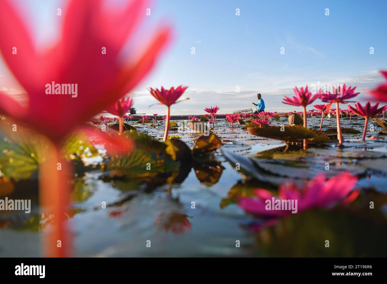 Pescatore che naviga in barca in un lago pieno di fiori di ninfee rosa, Mar del Loto Rosso (Talay Bua Daeng), Udon Thani, Thailandia Foto Stock