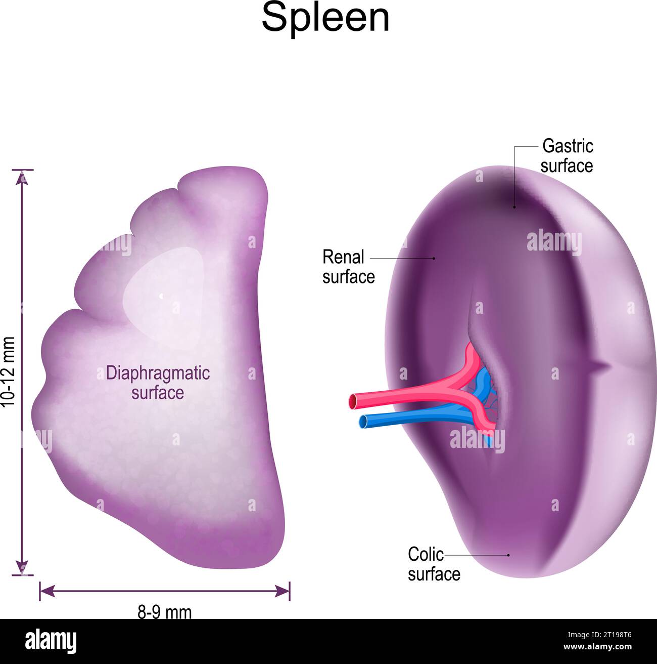 anatomia della milza. Primo piano di superfici diaframmatiche, gastriche, renali e coliche. Sistema linfatico. Illustrazione vettoriale Illustrazione Vettoriale