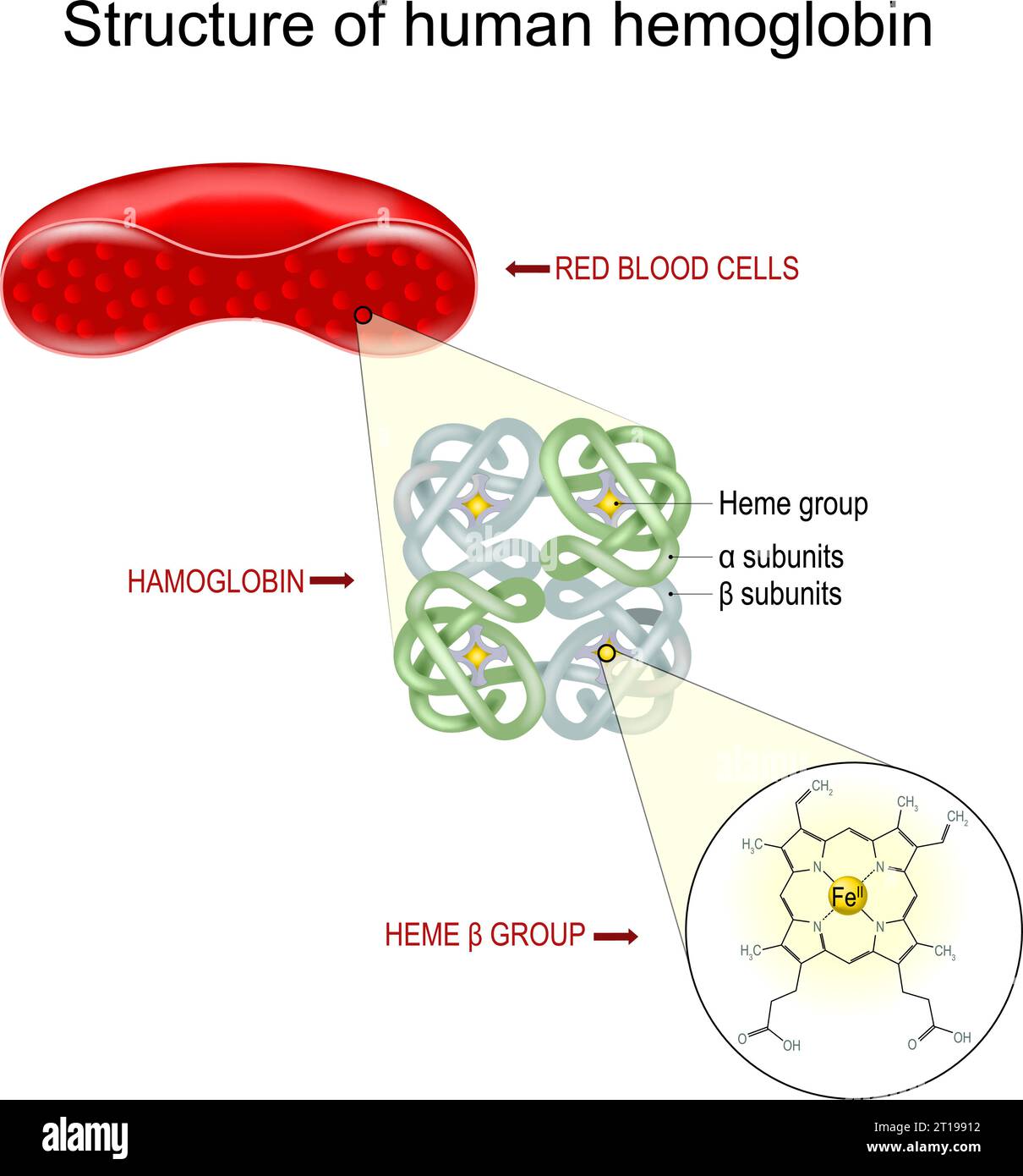 Struttura emoglobinica. Sezione trasversale di un globulo rosso, primo piano di una molecola di emoglobina e formula strutturale di un gruppo B eme. Illustrazione vettoriale Illustrazione Vettoriale
