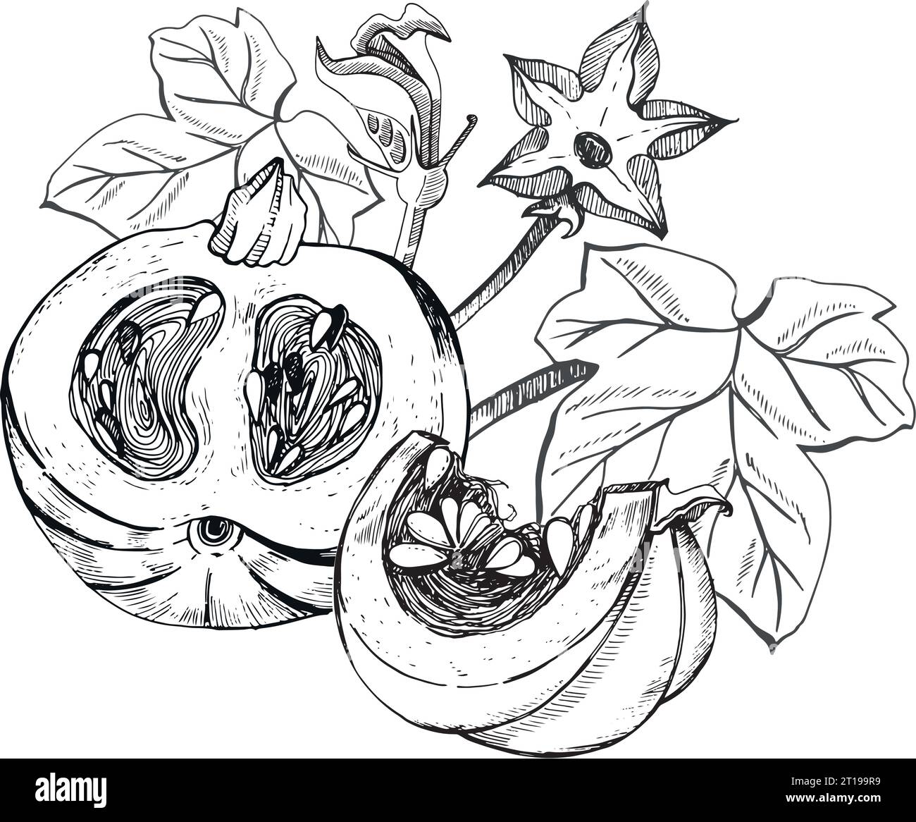 Composizione su tema autunnale. Zucche e foglie di zucca disegnate a mano con grafica su sfondo bianco. Zucca intera, fetta di zucca, foglie Illustrazione Vettoriale