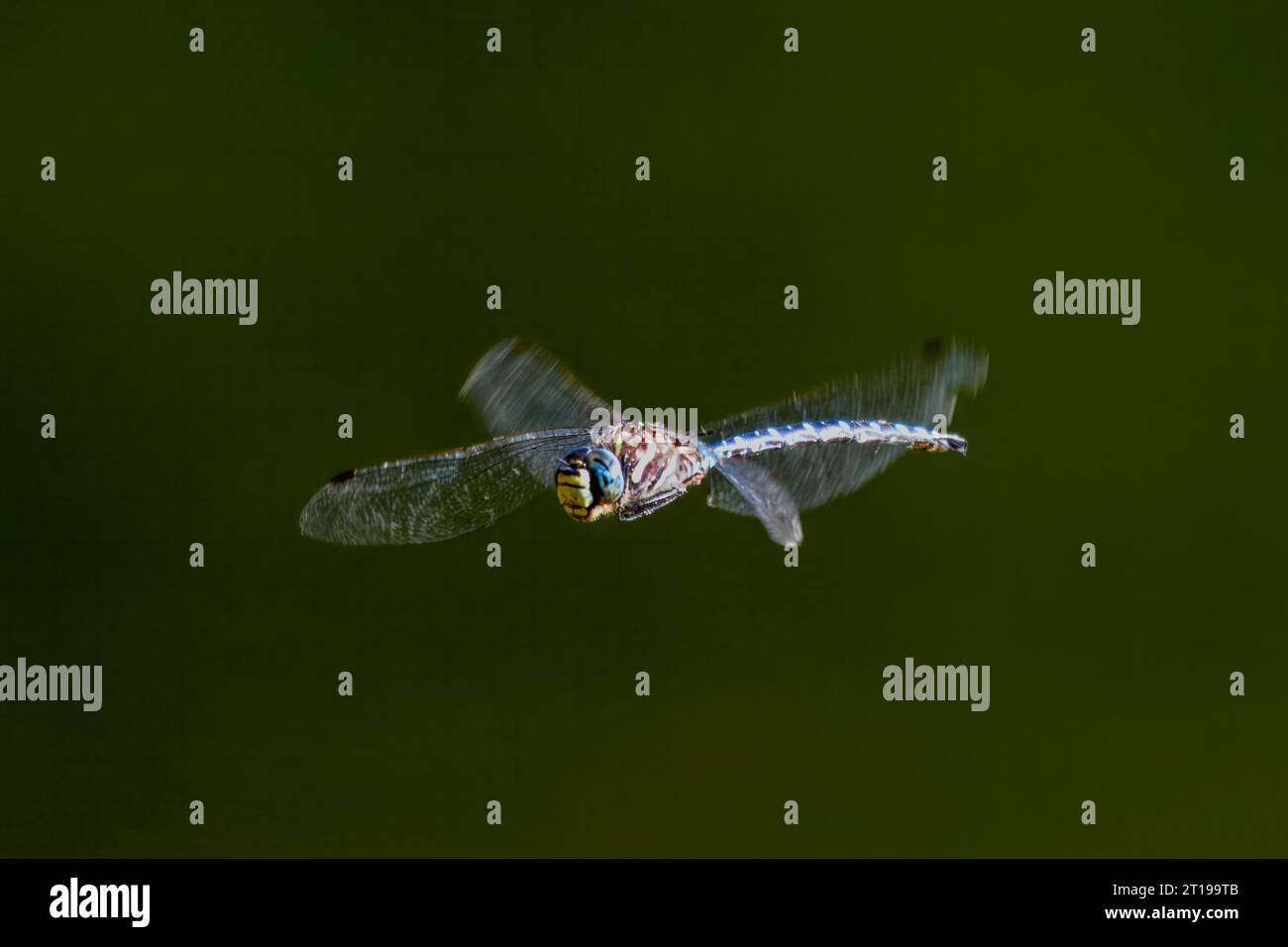 Gigantesca Blue Dragonfly in volo, Columbia Britannica, Canada Foto Stock