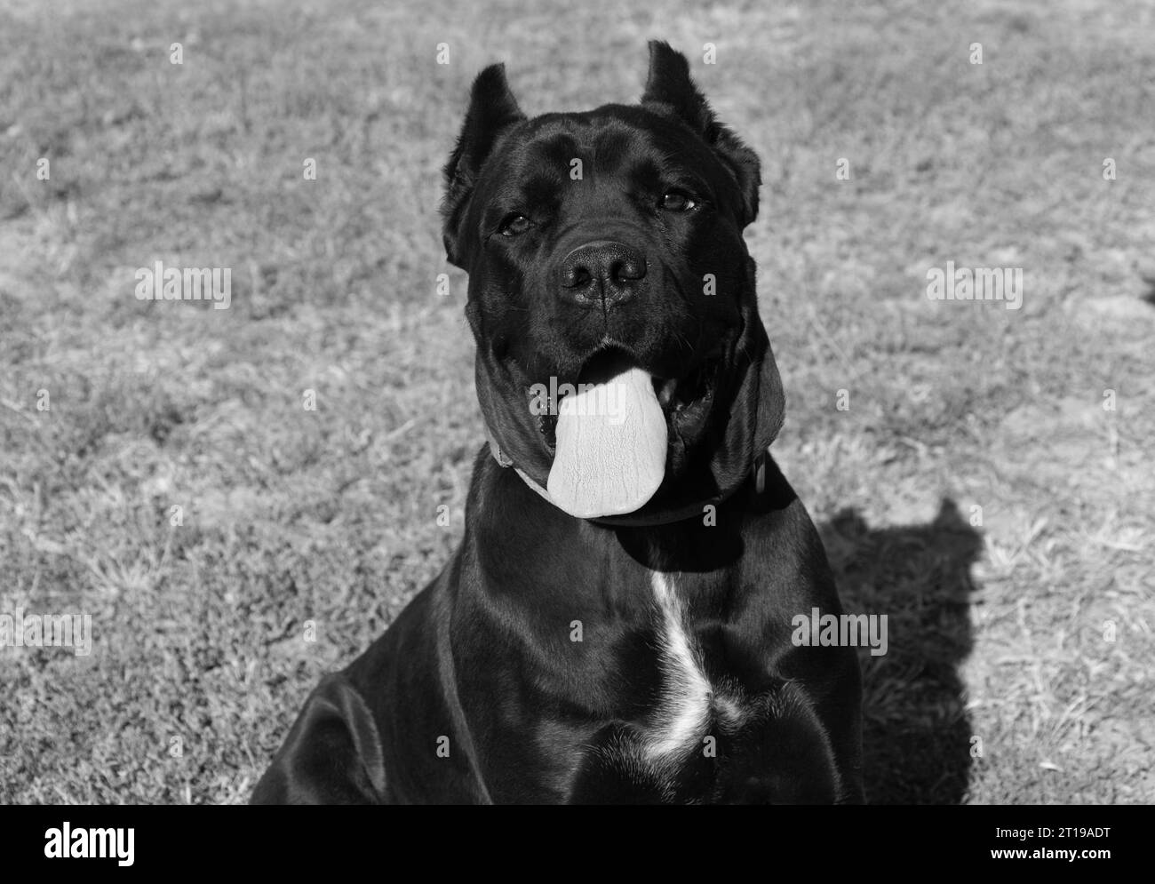 Ritratto di un mastino italiano cane corso. Black and White Italian Mastiff cane corso Outdoors. Allenamento a piedi su un paddock piano. Grande razza di Ro Foto Stock