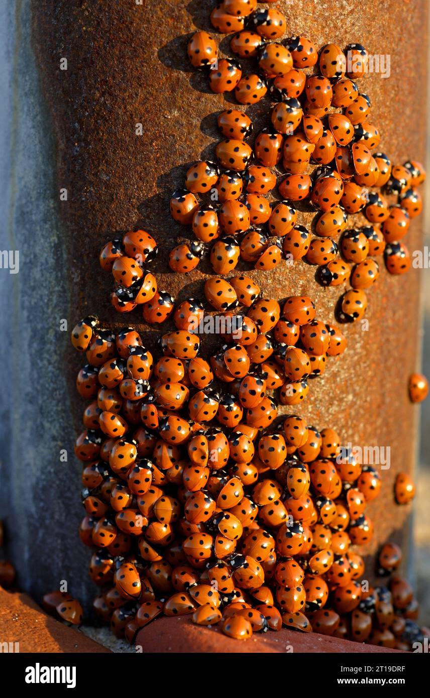 7 Spot Ladybird (Coccinella 7-punctata) concentrazione di ladybirds sciami su palo di metallo arrugginito sulla spiaggia di Eccles-on-Sea, Norfolk, Regno Unito. Luglio Foto Stock