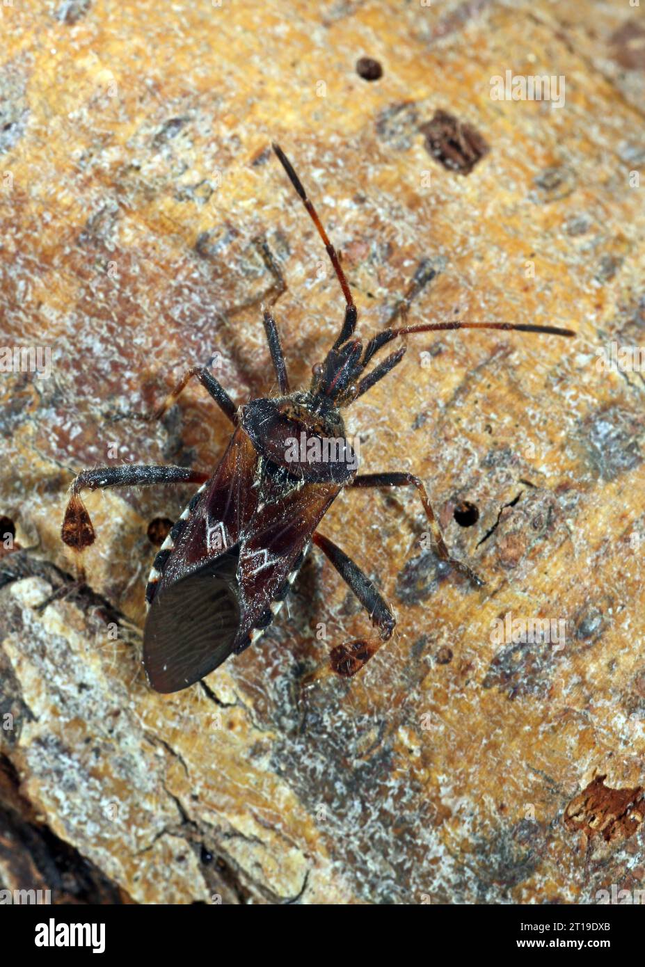 WESTERN Conifer Seedbug (Leptoglossus occidentalis) adulto a riposo sulla filiale Eccles-on-Sea, Norfolk, Regno Unito. Settembre Foto Stock