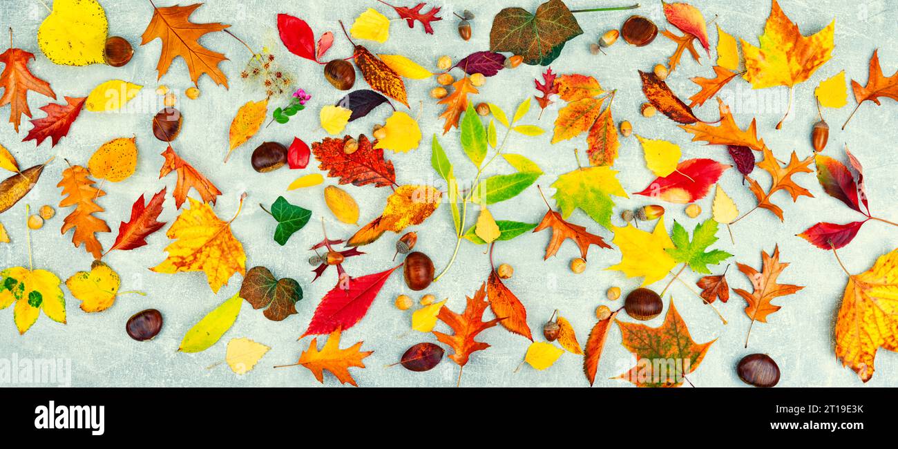 Foglie autunnali colorate cadute, erbario. Set di foglie gialle, arancioni e rosse Foto Stock