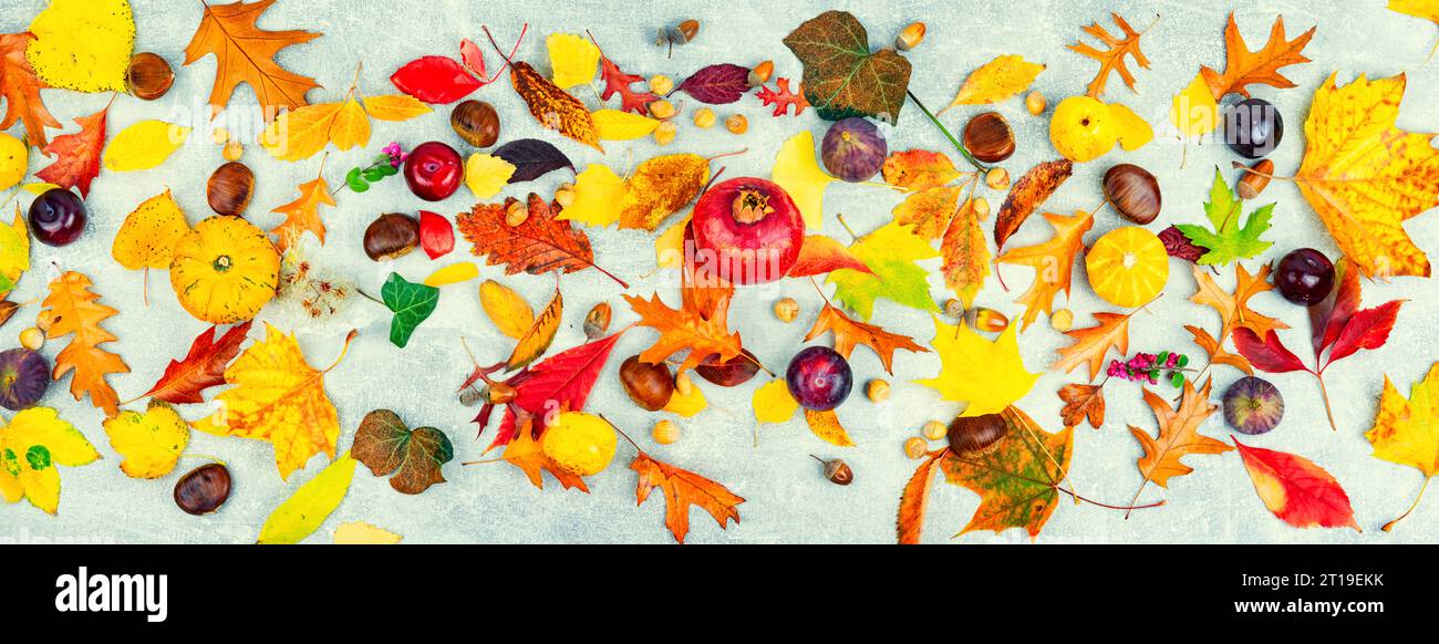 Foglie autunnali colorate cadute, erbario. Set di foglie gialle, arancioni e rosse Foto Stock