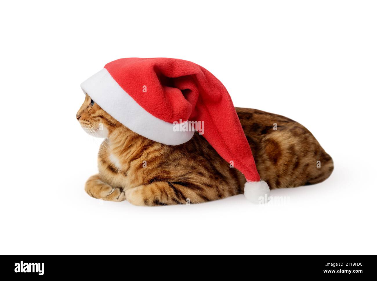 Gatto di Natale che indossa un cappello rosso di Babbo Natale. Babbo Natale isolato. Foto Stock