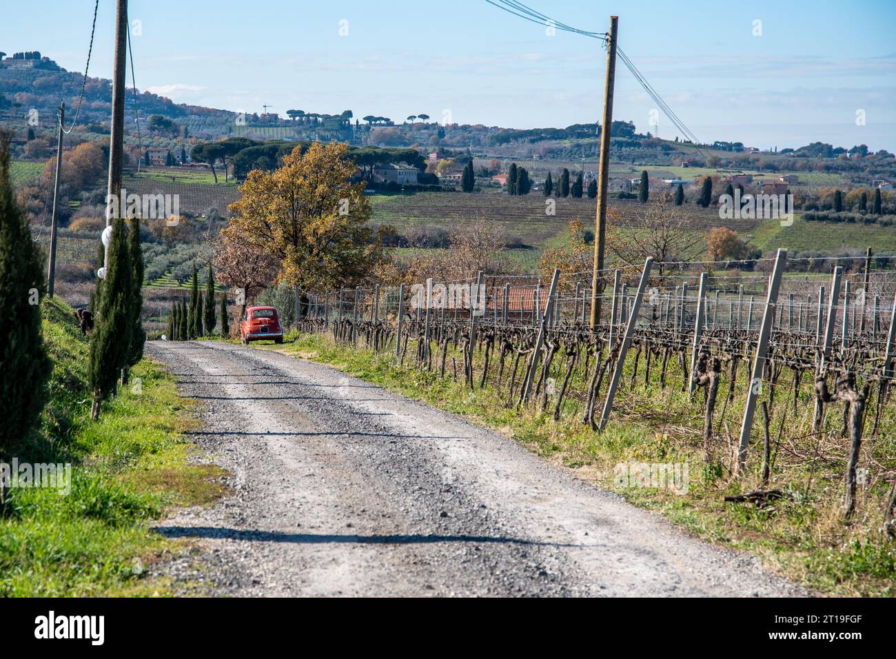 Vigneto nella regione vinicola di Frascati outisde di Roma, Italia Foto Stock