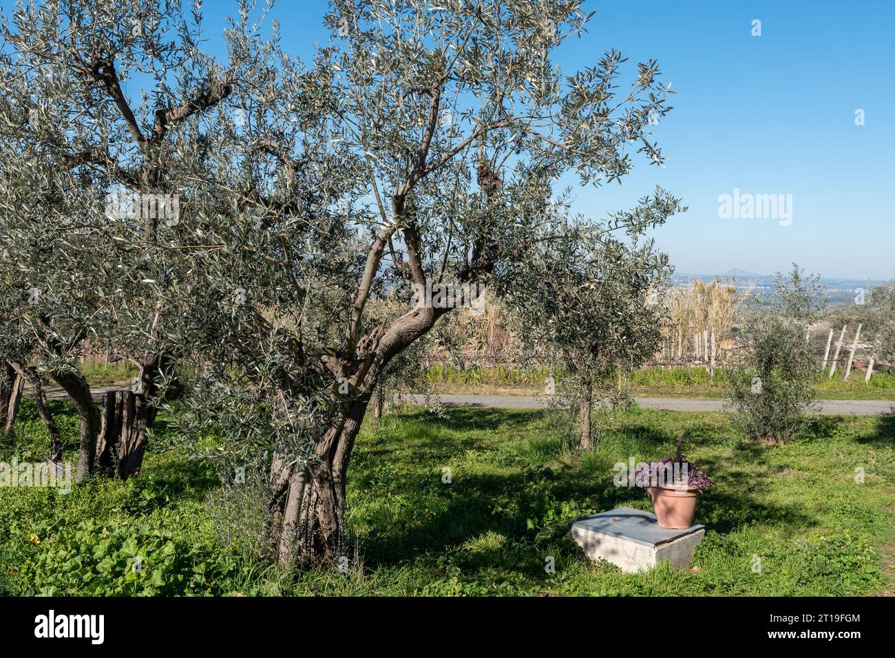 Vigneto nella regione vinicola di Frascati outisde di Roma, Italia Foto Stock