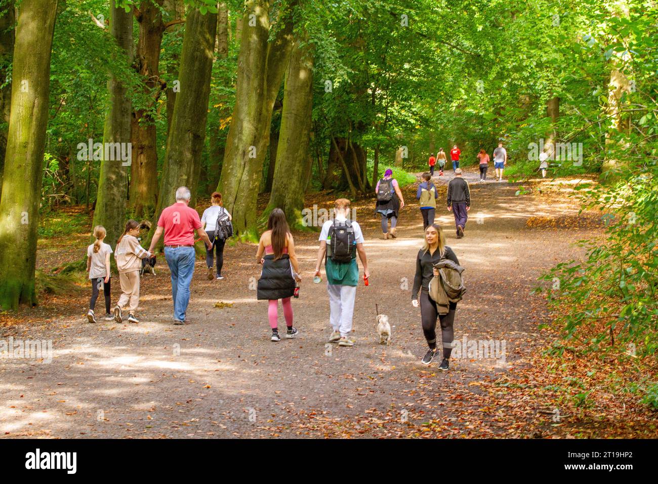 Gente che cammina in autunno nella foresta di Delamere, Cheshire, Inghilterra, Regno Unito Foto Stock