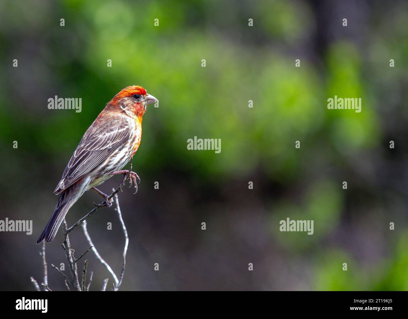 Il Finch della Casa (Haemorhous mexicanus), un piccolo uccello comunemente visto in Nord America. Foto Stock
