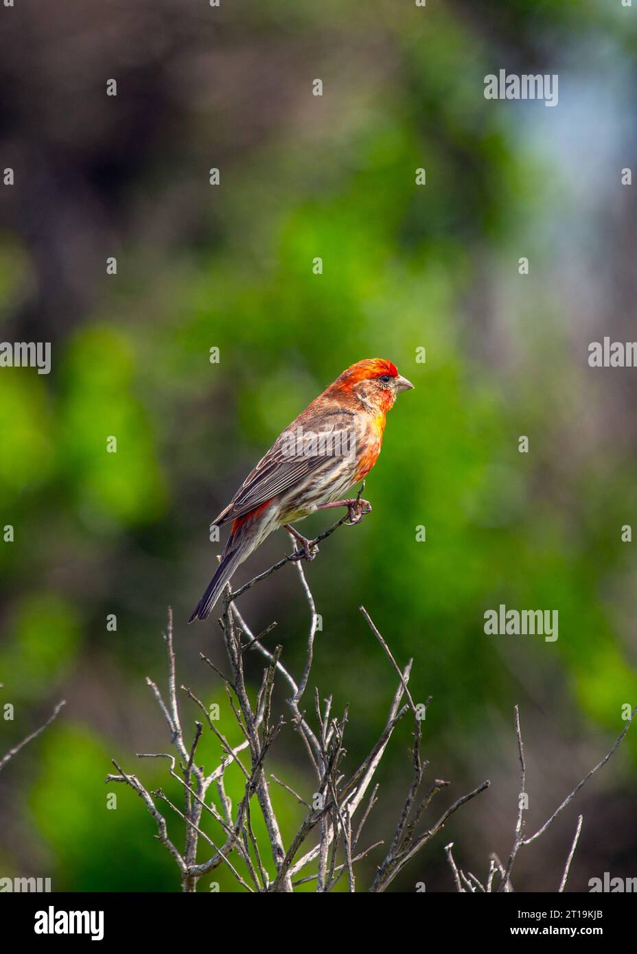 Il Finch della Casa (Haemorhous mexicanus), un piccolo uccello comunemente visto in Nord America. Foto Stock