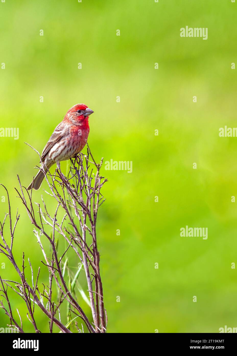 Il Finch della Casa (Haemorhous mexicanus), un piccolo uccello comunemente visto in Nord America. Foto Stock