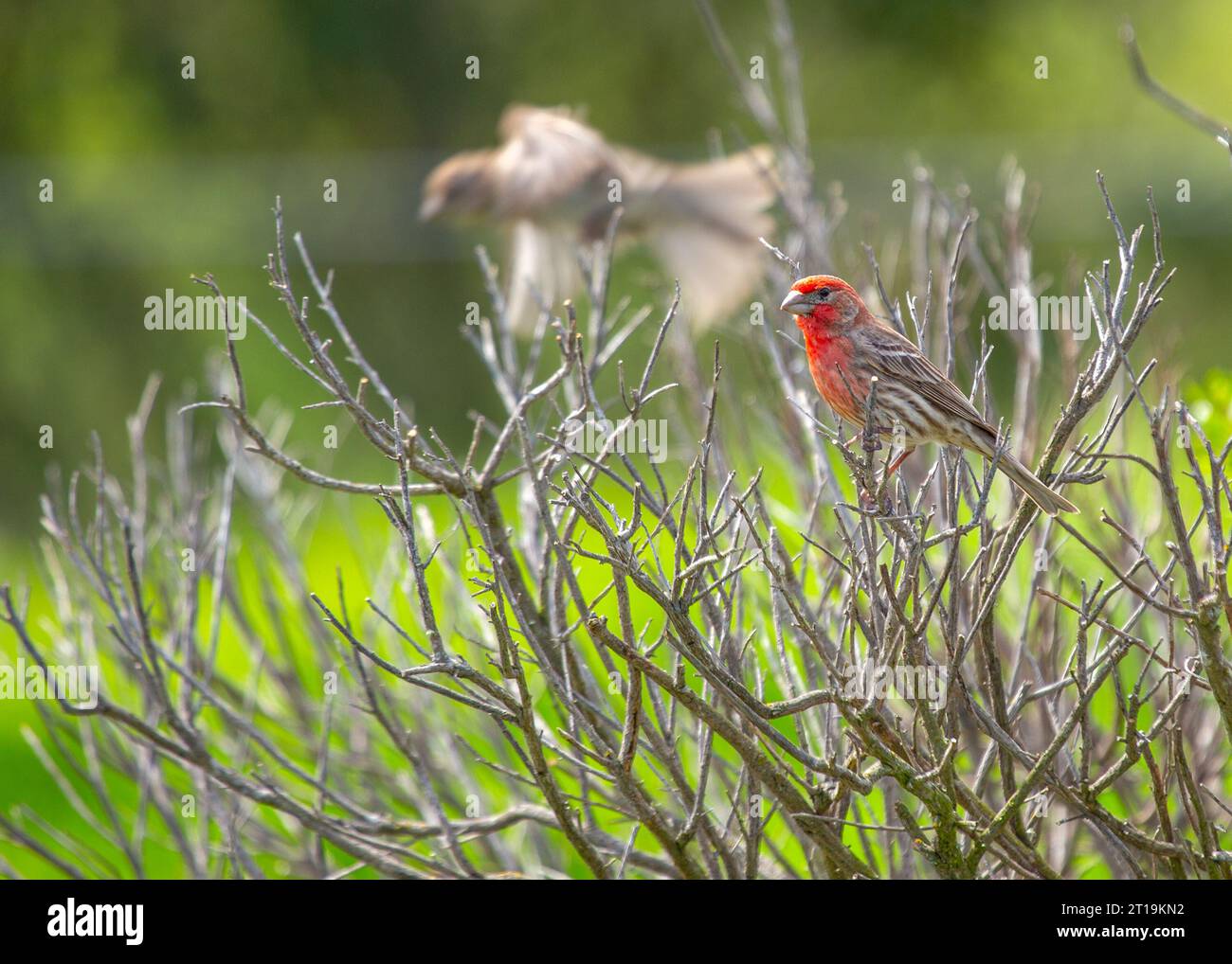 Il Finch della Casa (Haemorhous mexicanus), un piccolo uccello comunemente visto in Nord America. Foto Stock