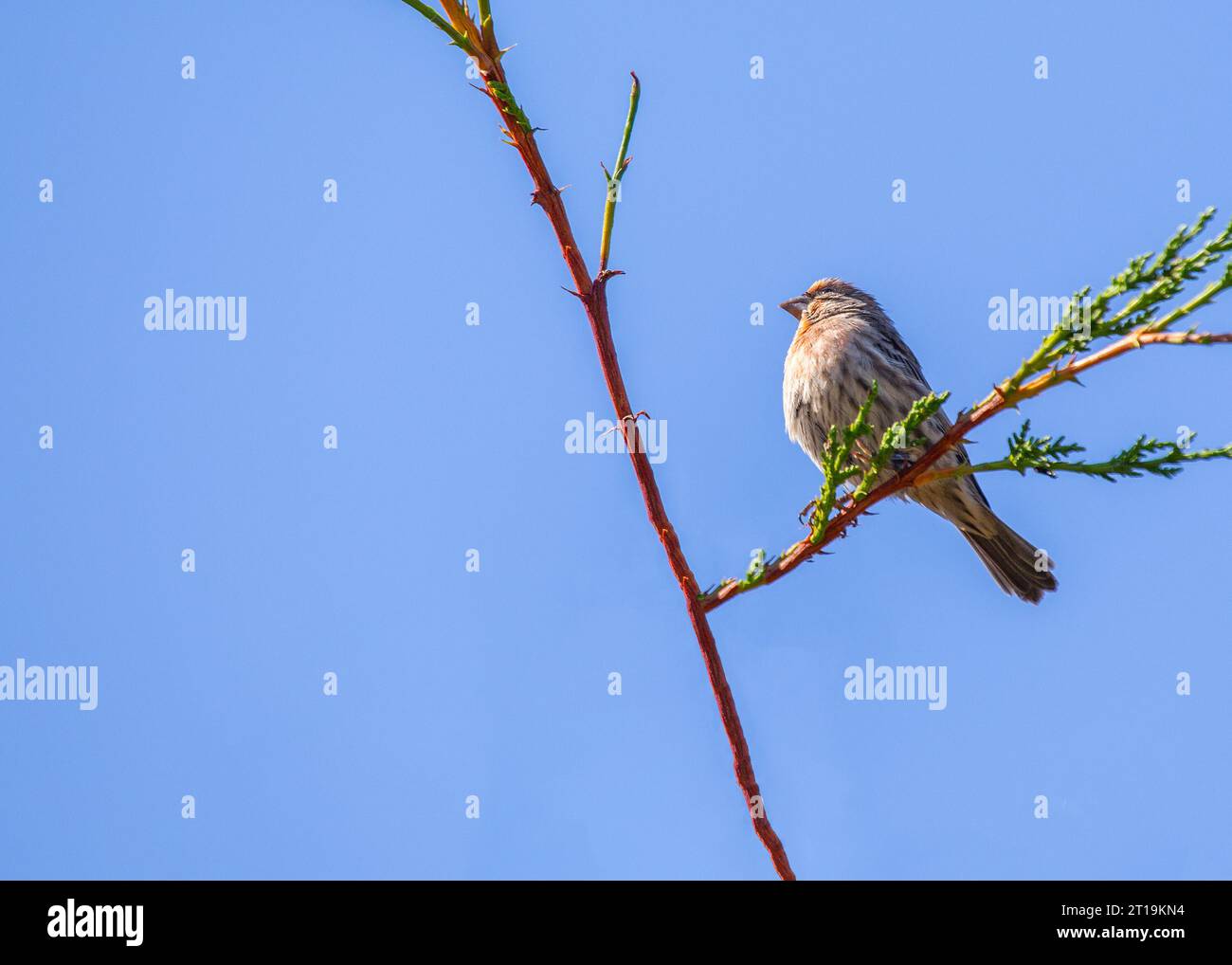 Il Finch della Casa (Haemorhous mexicanus), un piccolo uccello comunemente visto in Nord America. Foto Stock