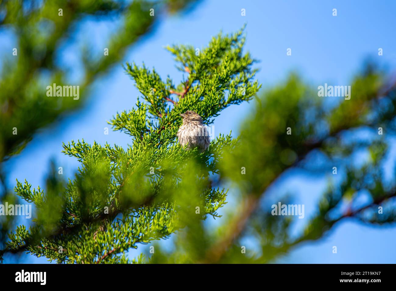 Il Finch della Casa (Haemorhous mexicanus), un piccolo uccello comunemente visto in Nord America. Foto Stock