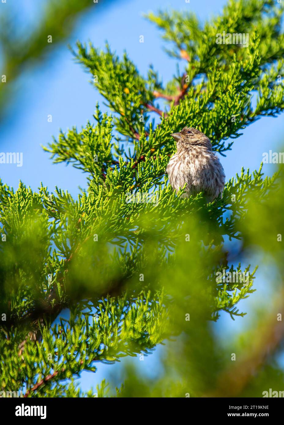 Il Finch della Casa (Haemorhous mexicanus), un piccolo uccello comunemente visto in Nord America. Foto Stock
