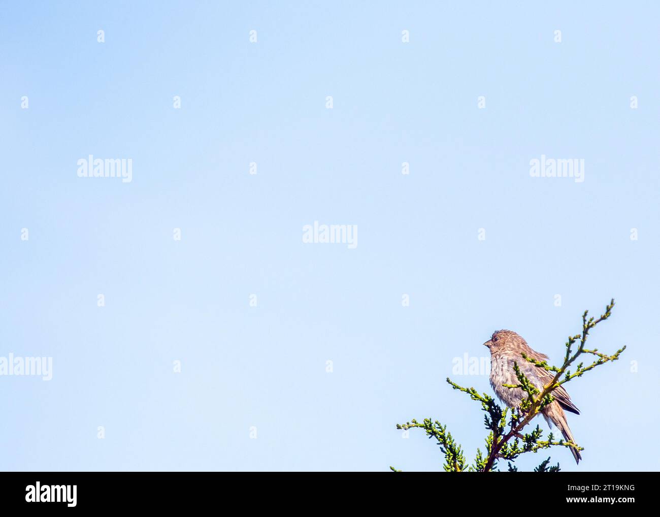 Il Finch della Casa (Haemorhous mexicanus), un piccolo uccello comunemente visto in Nord America. Foto Stock